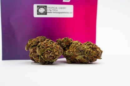 Tropical Cherry - Big Bud Plus+